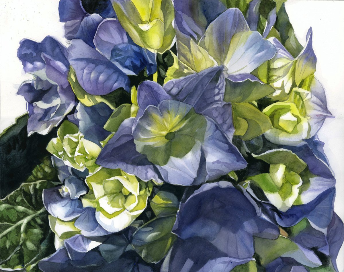green and blue hydrangea watercolor by Alfred Ng