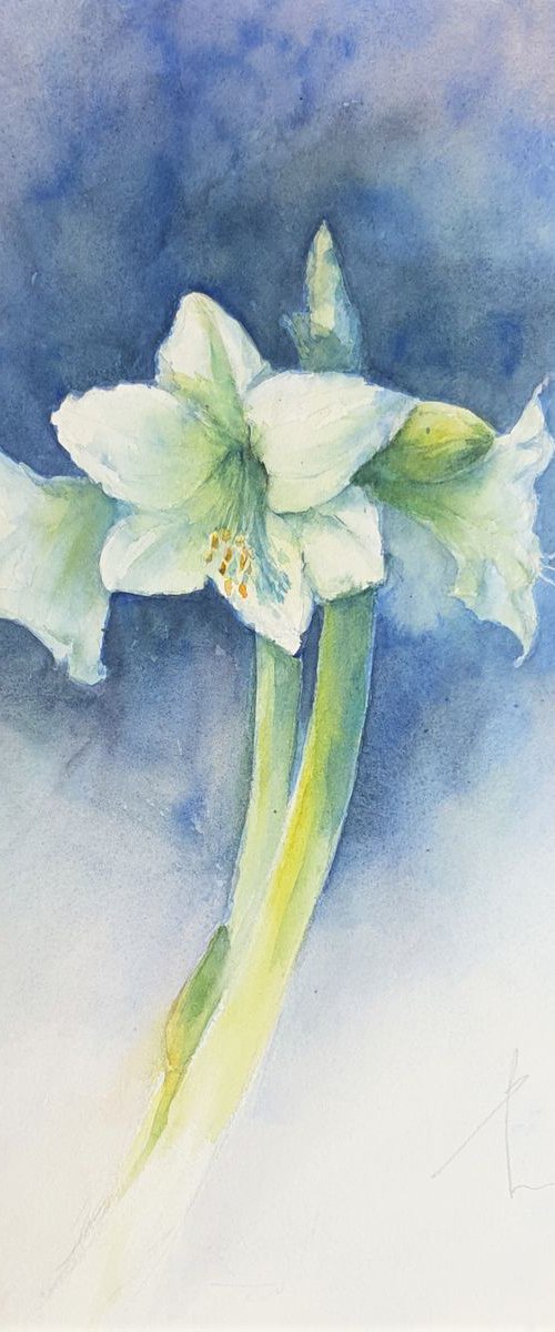 AMARYLLIS WHITE original watercolor 40x30 2018.051 by Beata van Wijngaarden