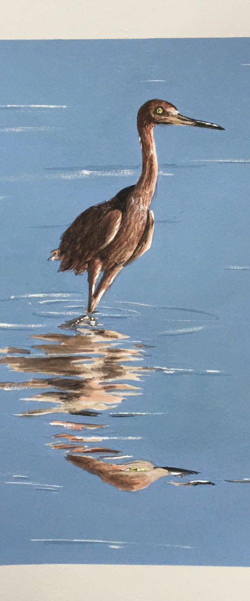 Reddish Egret by Laurence Wheeler