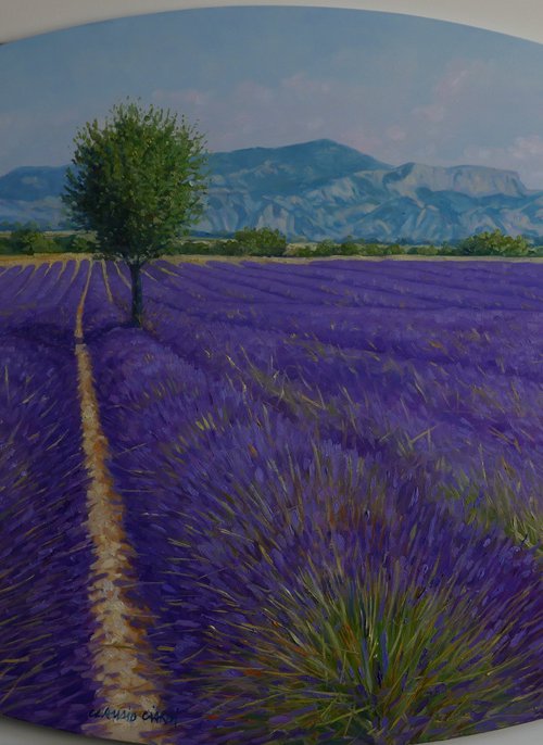 Fields of lavande in Provence by Claudio Ciardi