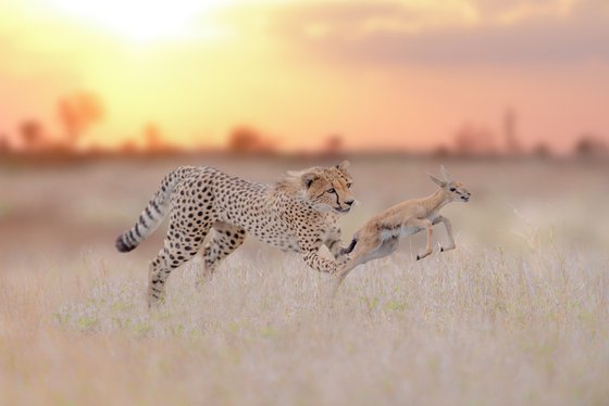 Cheetah Game