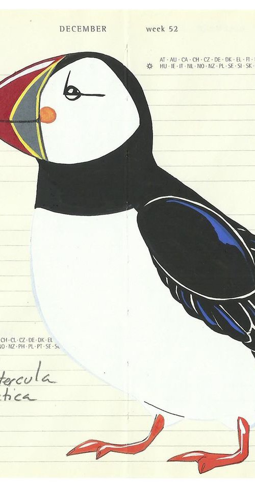 Atlantic Puffin by Fran Giffard