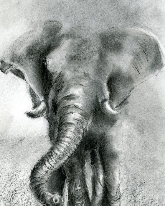 Elephant - Charcoal drawing