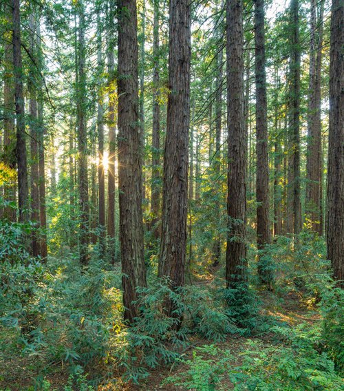 Redwood Panorama - II by Robert Houser