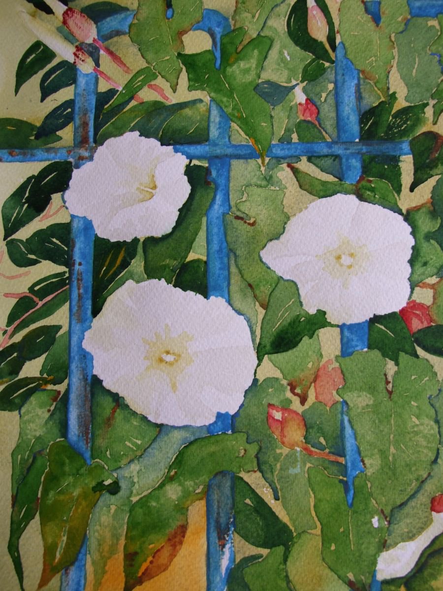 Convulvulus with Blue Railings by David Harmer