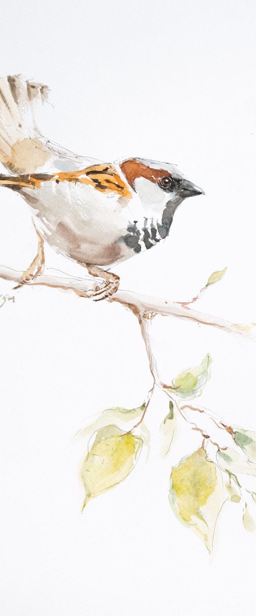 Sparrow by Andrzej Rabiega