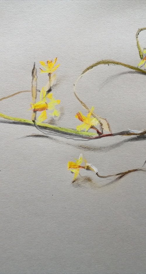Spent daffodils by Rosemary Burn