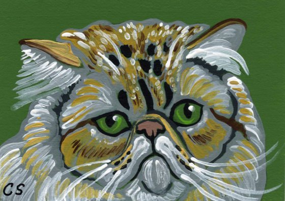 Persian  Cat