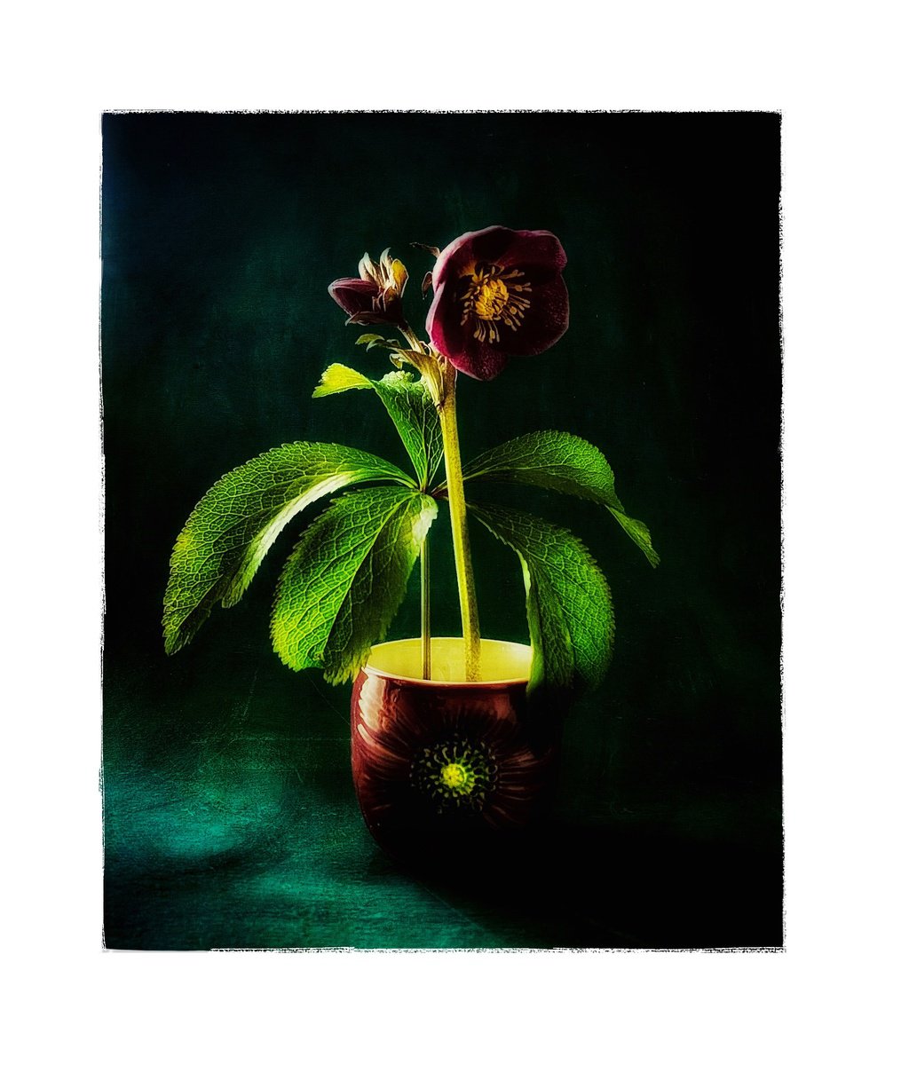 Expressive Botanical Photograph By Sarah Parsons, 12 X 15", Dark Hellebore, Original Artwork