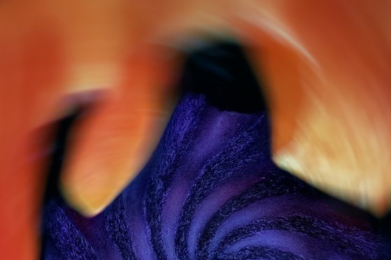 The Gyre - collector's master edition