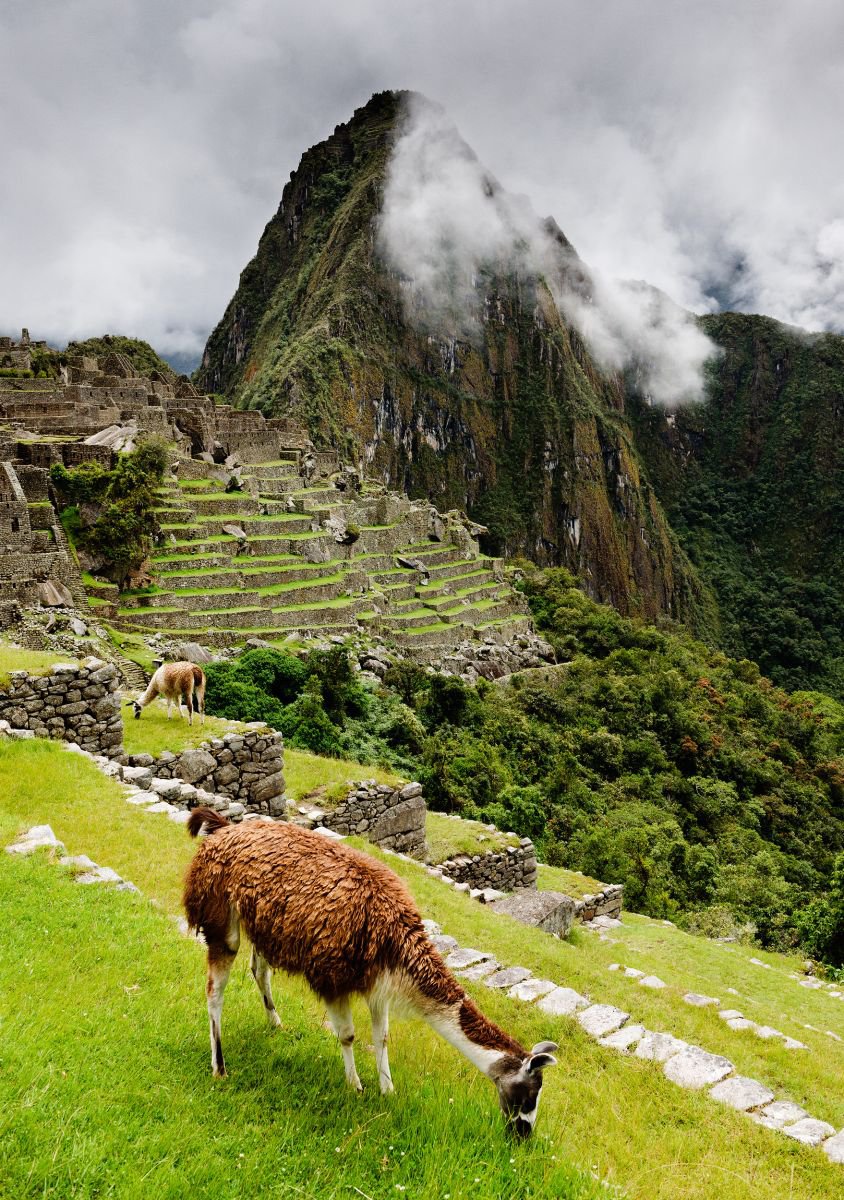 Photorealistic Animal Photograph By Tom Hanslien, 33 X 47", Grazing Llama At Machu Picchu, Original Artwork