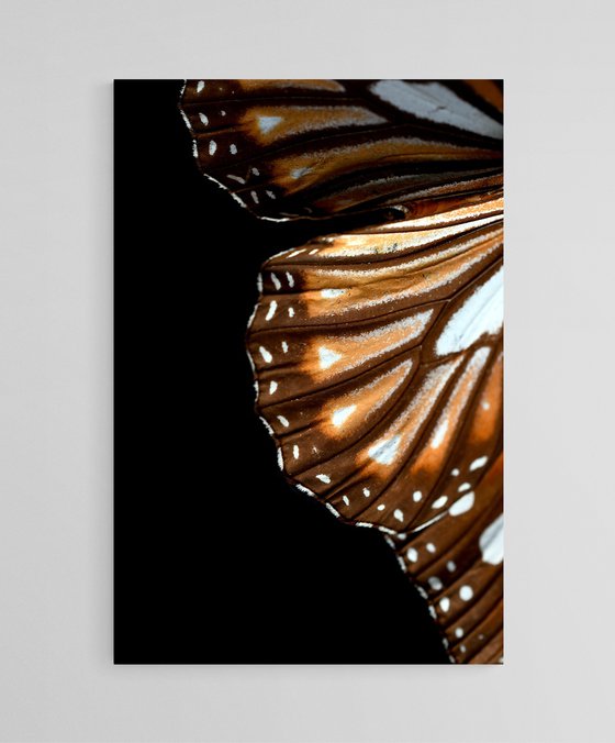 Monarch Butterfly Wing
