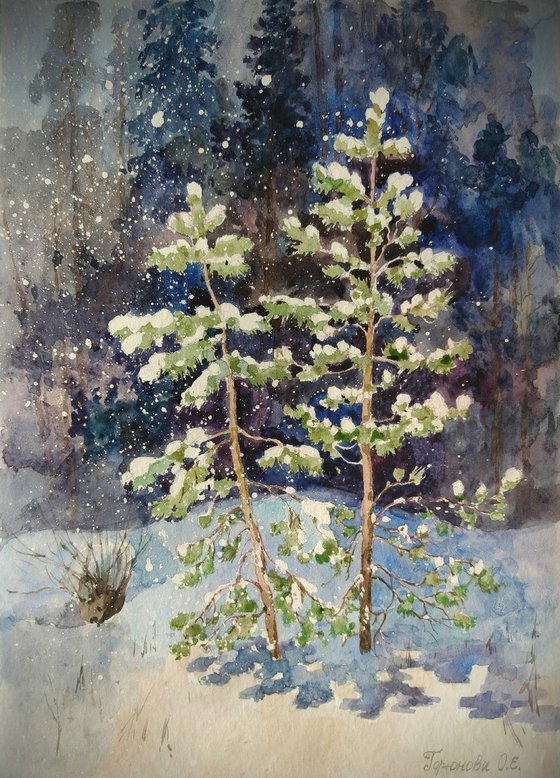 Young pine trees under the snow