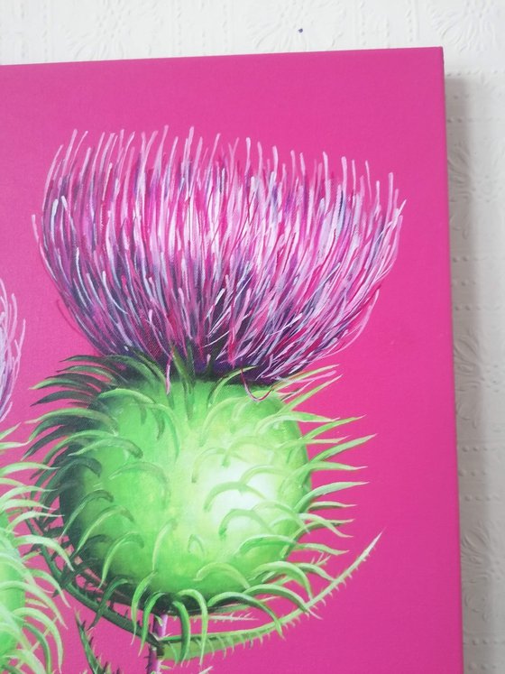 Cotton Thistle