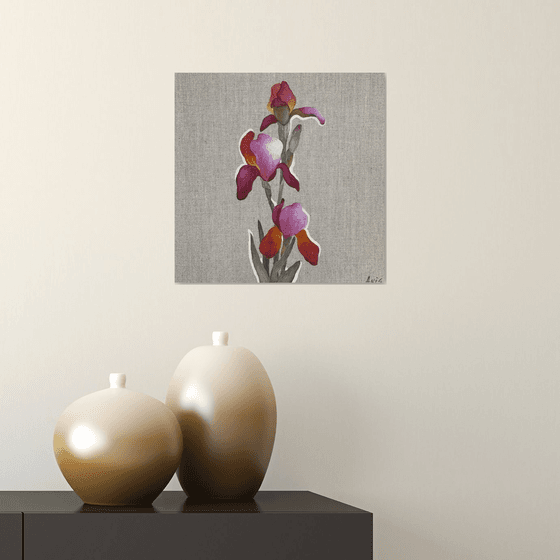 Pink Iris