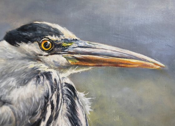 Grey Heron Ardea cinerea