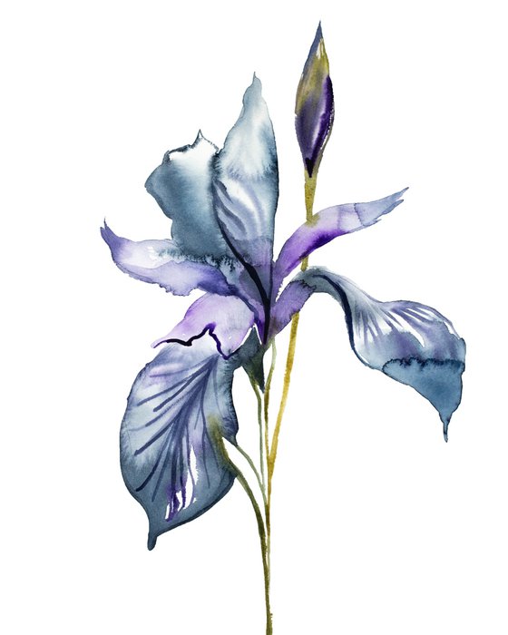 Iris No. 99