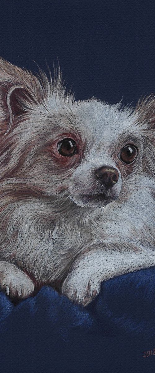 Colorful dog portrait Chihuahua made by pastels on colored paper by Olga Tsvetkova