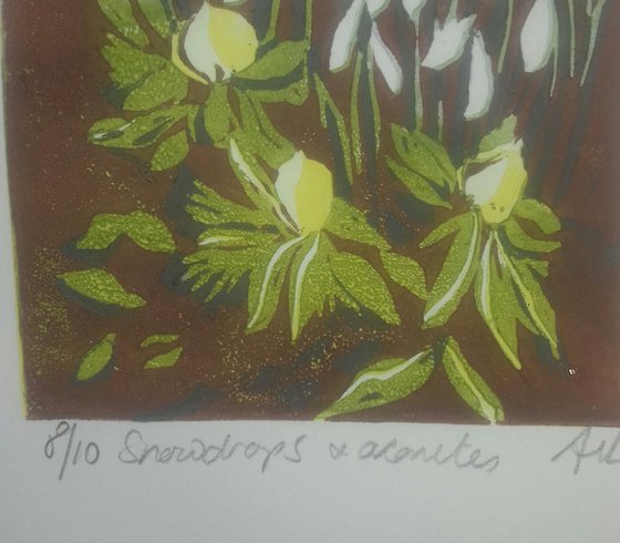 Snowdrops and Aconites