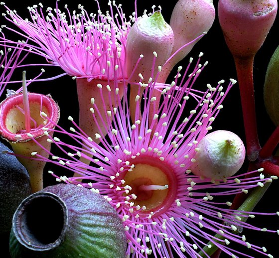Gum Nuts and Blossoms