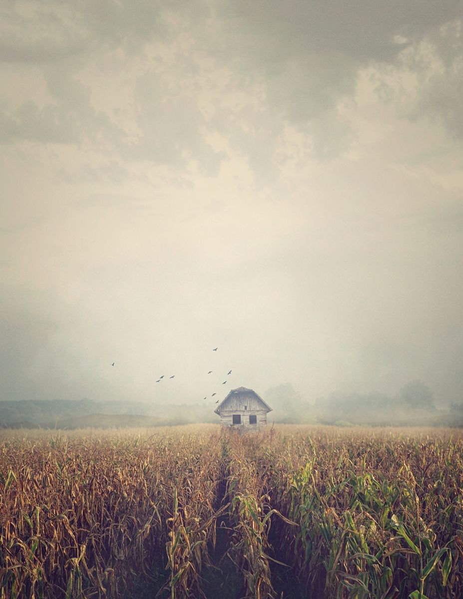 Photorealistic Landscape Photograph By Nikolina Petolas, 21 X 27", House In Corn Field, Original Artwork