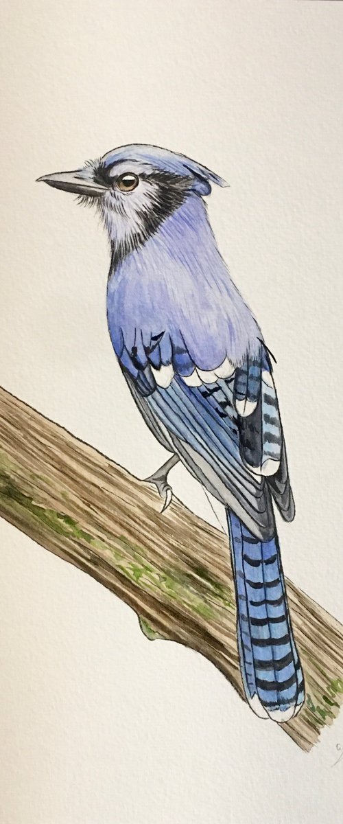 Blue jay by Amelia Taylor