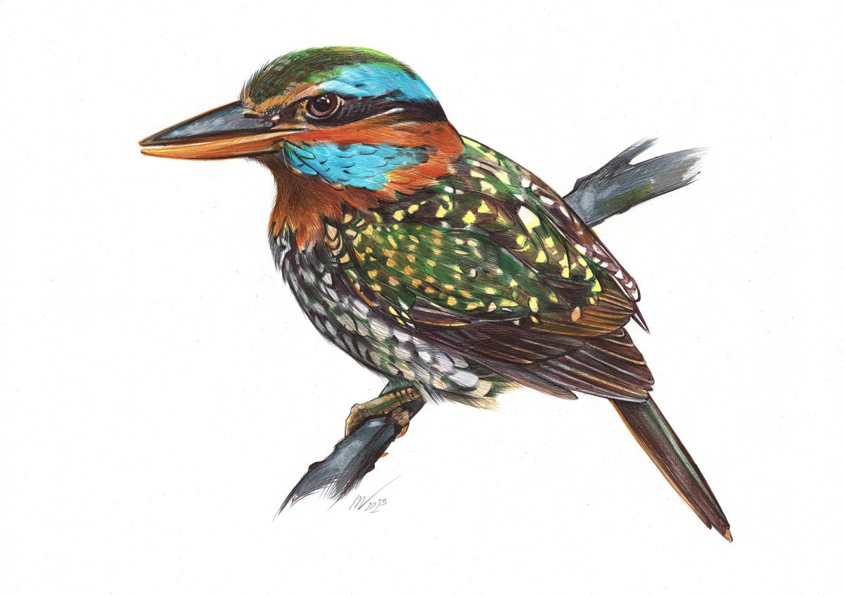 Spotted Wood Kingfisher (Realistic Ballpoint Pen Drawing) by Daria Maier