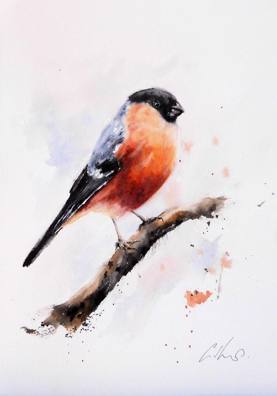 A Bullfinch.