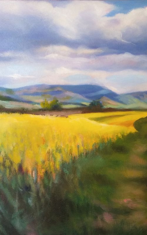 Rapeseed field by Magdalena Palega