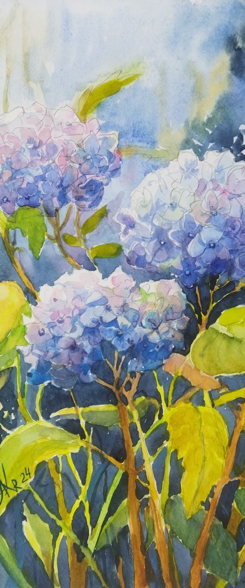 Hydrangeas flowers by Ann Krasikova