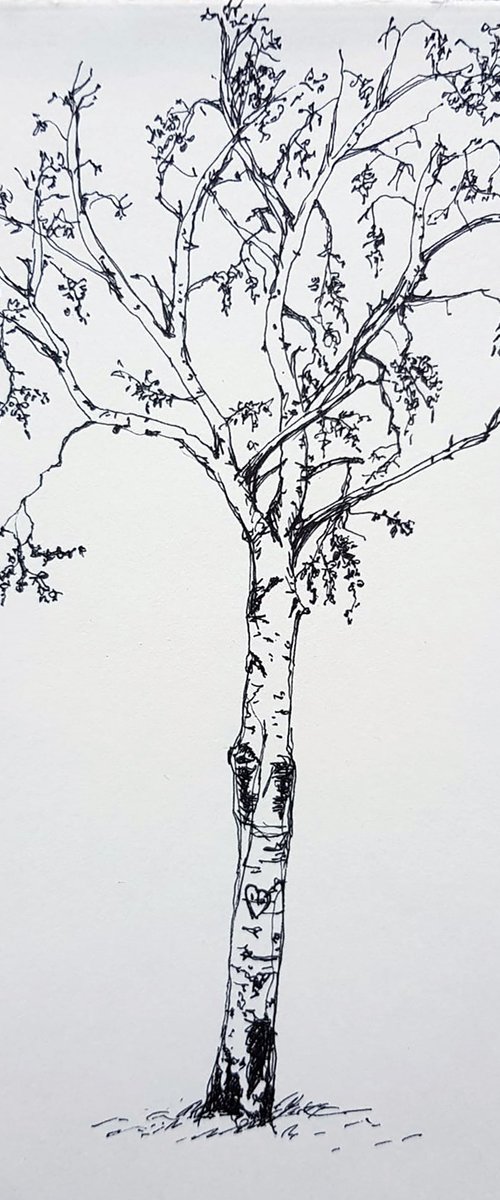 Birch on the Danube Island by Daria Startseva