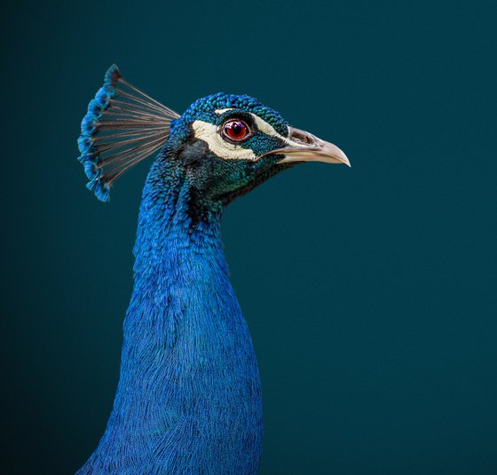 Portrait of a peacock