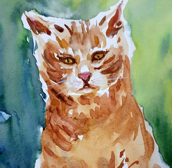 Ranga, the Orange cat