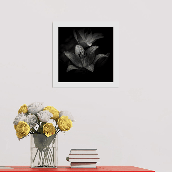 Lily Blooms Number 9 - 12x12 inch Fine Art Photography Limited Edition #1/25