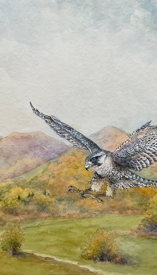Peregrine over the Malvern Hills by Christopher Hughes
