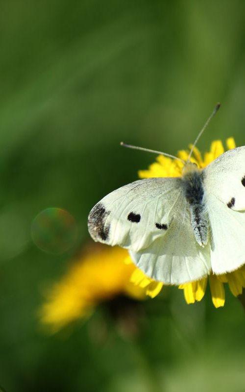 Butterfly on the autumn sun by Sonja  Čvorović