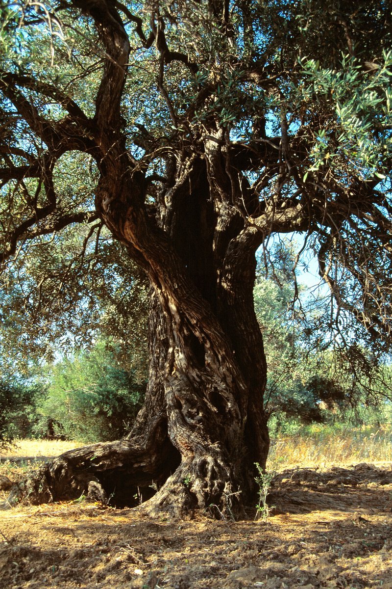 Photorealistic Botanical Photograph By Alex Cassels, 17 X 24, Reclining Olive, Original Artwork