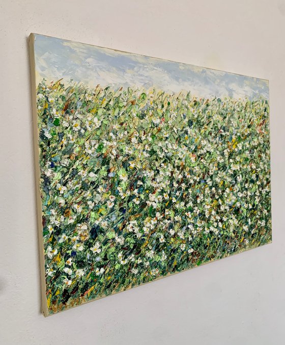 White daisies in the field