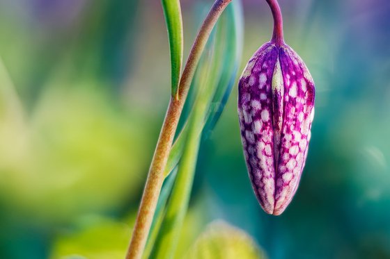 Tropical Dreams of Fritillaria