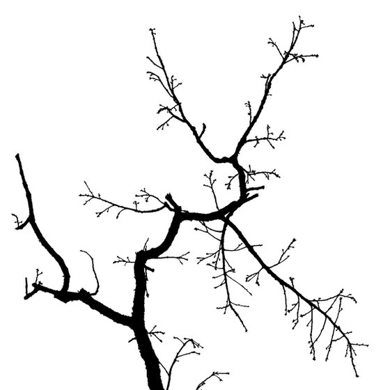 Baum 3