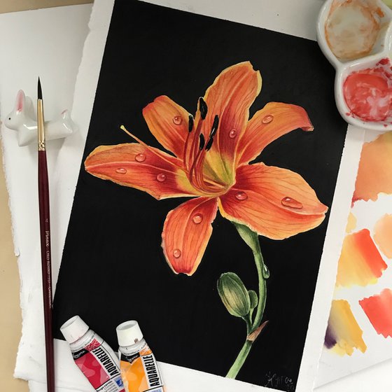 Orange daylily flower with dew drops on black background Botanical watercolor illustration