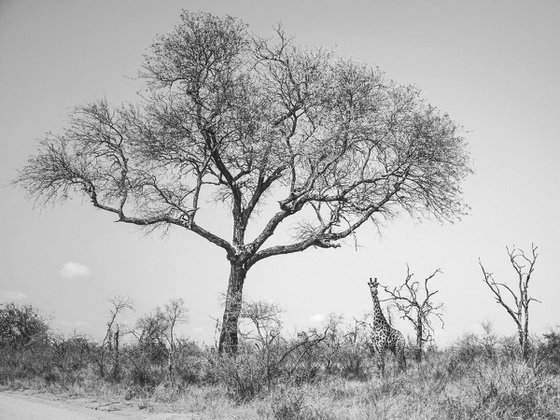 THE GIANT OF SAVANA