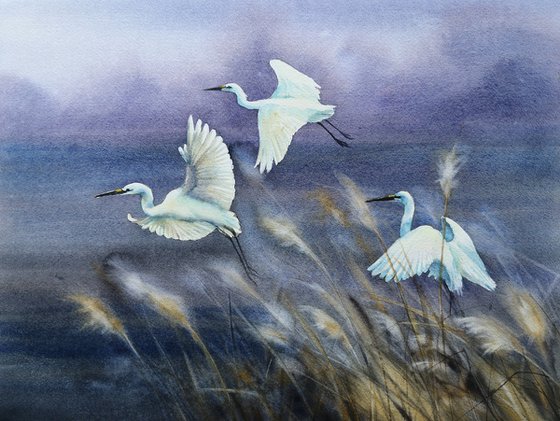 Three Snowy Egrets flying - Great White Egret - Cattle egret