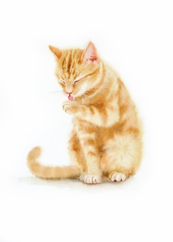 Red headed cat licking itself clean - Ginger Cat - Red Cat - Red headed cat