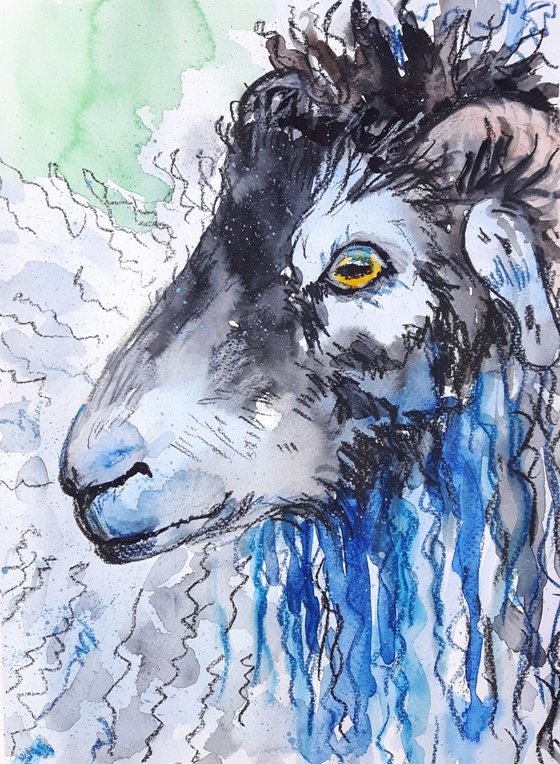 "Swaledale sheep"