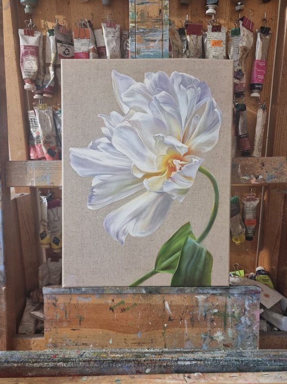 White tulip