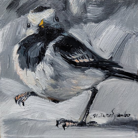 Black and white bird