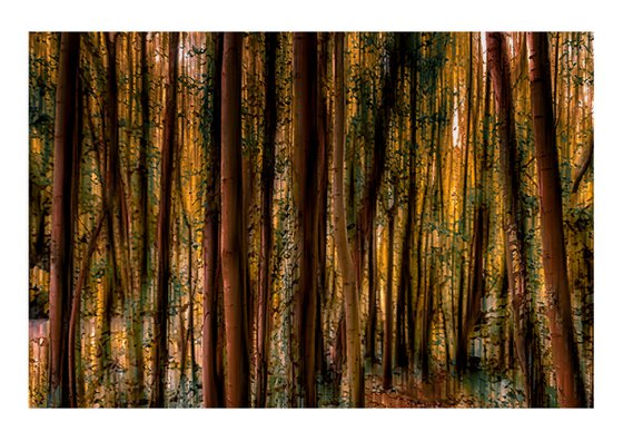 Abstract Forest 3. Limited Edition 1/50 15x10 inch Photographic Print