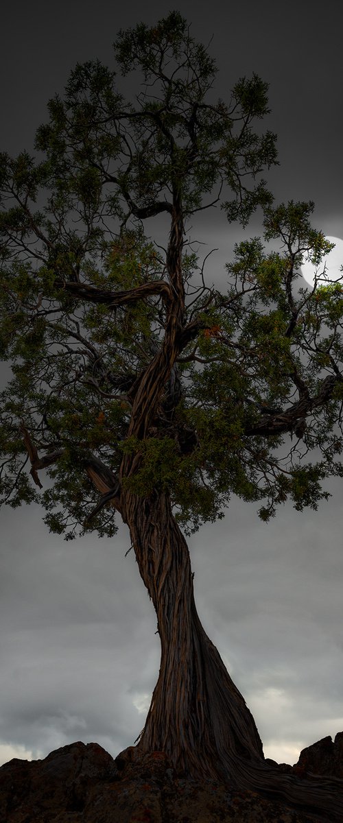 Utah Juniper by Nick Psomiadis