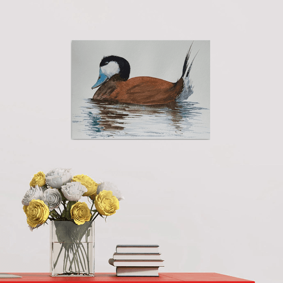 Rosse stekelstaart Ruddy Duck